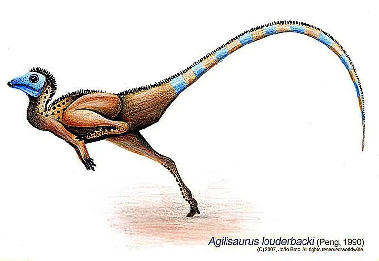 Agilisaurus