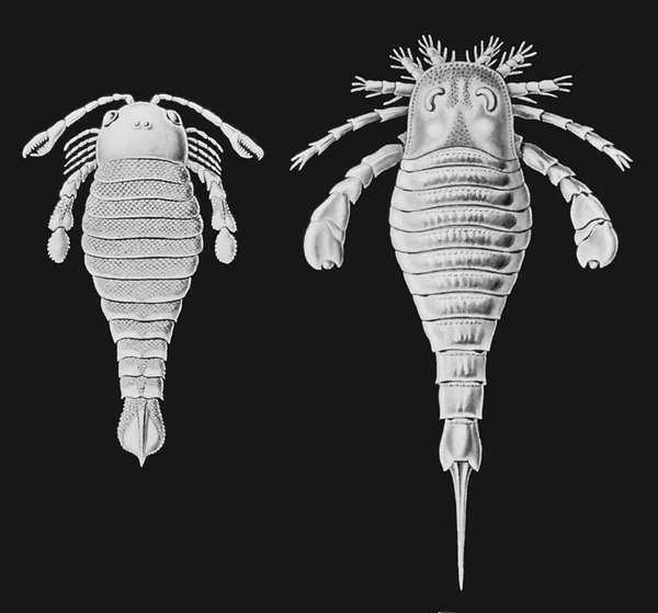 Baltoeurypterus