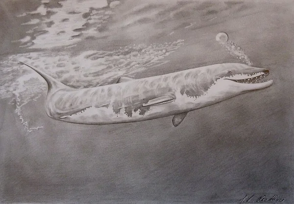 Basilosaurus