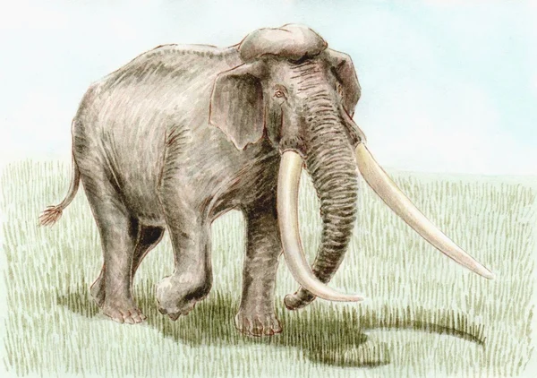 Palaeoloxodon