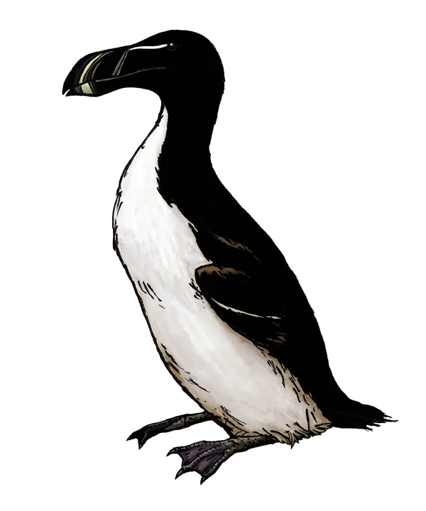 Pinguinus