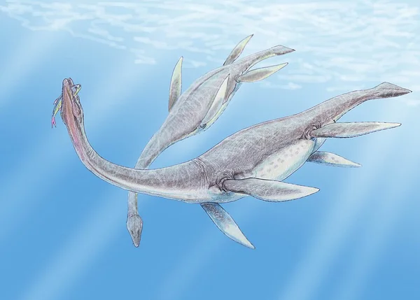 Plesiosaur