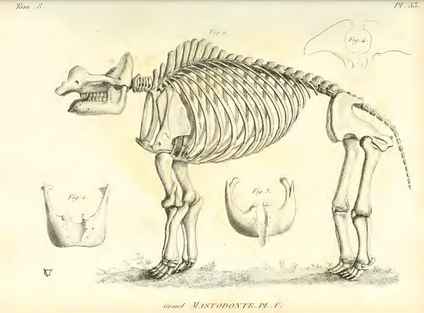 Pliomastodon
