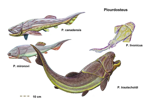 Plourdosteus