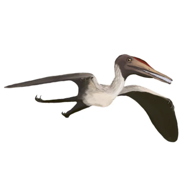 Pterodactylus